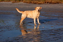 Yellow Labrador Retriever standing in bay at low tide, Rhode Island, USA