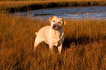 Yellow Labrador Retriever standing in spartina salt marsh grass at low tide, Rhode Island, USA
