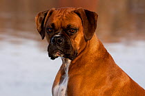 Head portrait of male Boxer, light brindle coloured with natural ears, Illinois, USA