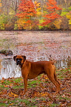 Head portrait of male Boxer, light brindle coloured with natural ears, standing in show stack posture, in Autumn,  Illinois, USA