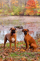 HeaPair of male Boxers fawn coloured with natural ears, sitting by lake in Autumn,  Illinois, USA