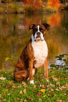 Portrait of  male Boxer light brindle coloured, with natural ears, sitting on grass by lake, Illinois, USA