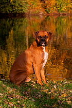 Portrait of  male Boxer fawn coloured, with natural ears, sitting on grass by lake, Illinois, USA