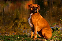 Portrait of male Boxer, fawn coloured, with natural ears, sitting on grass by lake, Illinois, USA