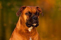 Portrait of male Boxer, fawn coloured, with natural ears, sitting on grass by lake, Illinois, USA