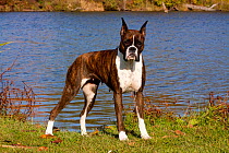 Portrait of female Boxer, dark brindle coloured with cropped ears, standing in show stack posture by lakeshore, Illinois, USA