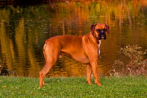 Portrait of male Boxer, fawn coloured, with natural ears, standing in show stack posture on grass by lake, Illinois, USA