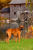 Portrait of male Boxer, fawn coloured, with natural ears, standing in show stack posture on grass by lake, Illinois, USA