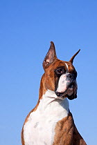 Head portrait of Boxer, light brindle coloured with cropped ears, Illinois, USA