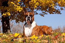 Portrait of Boxer, light brindle coloured with cropped ears, lying down in leaves under yellow maple, October, Illinois, USA