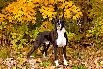 Portrait of Boxer, dark brindle coloured with cropped ears, standing in show stack posture, under yellow maple, October, Illinois, USA