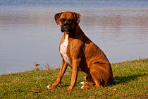 Portrait of male Boxer, fawn coloured with natural ears, sitting on lake shore, Illinois, USA