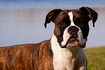 Portrait of male Boxer, light brindle coloured with natural ears, standing by lake shore, Illinois, USA