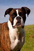Portrait of male Boxer, light brindle coloured with natural ears, standing by lake shore, Illinois, USA