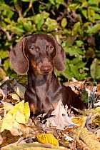 Portrait of Miniature Dachshund (smooth haired) in autumn leaves, Illinois, USA
