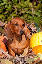 Portrait of Miniature Dachshund ( red coloured and smooth haired) in autumn leaves, Illinois, USA