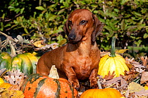 Portrait of Miniature Dachshund (red coloured and smooth haired) in autumn leaves, Illinois, USA