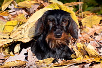 Portrait of Miniature Dachshund (wire haired) in autumn leaves, Illinois, USA