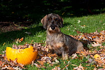 Portrait of Dachshund (wire haired) in autumn leaves, Illinois, USA