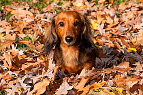 Portrait of Miniature Dachshund, long haired, in autumn leaves, Illinois, USA