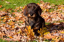 Portrait of young Dachshund, wire haired, in autumn leaves, Illinois, USA
