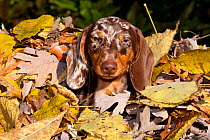 Portrait of Miniature Dachshund, smooth haired, covered in autumn leaves, Illinois, USA