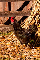 Black Java rooster / cockerel (Gallus gallus domesticus) standing by corn shock. Black Java are a critically endangered legacy breed Illinois, USA