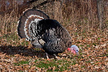 Narragansett breed of turkey (Meleagris gallopavo) foraging, Illinois, USA