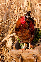 Wyandotte rooster / cockerel perched on antique wooden wheelbarrow, Iowa, USA
