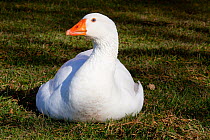 Domestic Pilgrim breed gander (Anser genus) sitting. This is a rare legacy breed which is sexually dimorphic, the ganders being white and geese bi-color; Illinois, USA