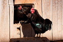Black Java rooster / cockerel and hen (Gallus gallus domesticus) at entrance to chicken coop. Black Java are a critically endangered legacy breed; llinois, USA