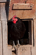 Black Java rooster / cockerel (Gallus gallus domesticus) at entrance to chicken coop. Black Java are a critically endangered legacy breed; llinois, USA