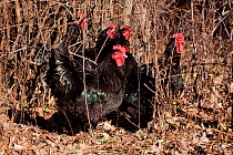 Black Java rooster and hens (Gallus gallus domesticus) foraging. Black Java are a critically endangered legacy breed; llinois, USA