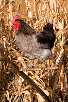 Rooster / cockerel (Gallus gallus domesticus) perching on handle of antique wooden plow in corn field;  Iowa, USA
