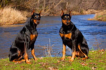 Two female Doberman Pinschers, with cropped ears, sitting on grassy stream bank, Illinois, USA