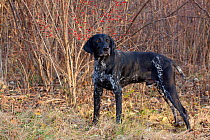 German Shorthair Pointer standing in winter woodlands, with red berries Illinois, USA
