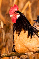 Portrait of Lakenvelder (golden) rooster / cockerel(Gallus gallus domesticus) on handle of antique wooden plow in corn field, Iowa, USA