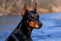 Head portrait of Doberman Pinscher, with cropped ears, sitting on grassy stream bank, Illinois, USA