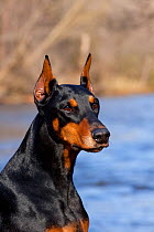 Head portrait of Doberman Pinscher, with cropped ears, sitting on grassy stream bank, Illinois, USA