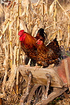 Wyandotte Rooster and hen (Gallus gallus domesticus) perched on antique wooden wheelbarrow at edge of corn rows, Iowa, USA