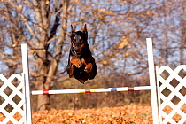 Doberman Pinscher leaping over agility fences, Illinois, USA
