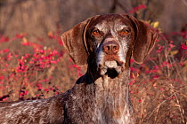 Portrait of German Shorthair Pointer in thicket of pink berries, Illinois, USA