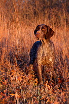 Portrait of German Shorthair Pointer in field of broom straw, late November, Illinois, USA