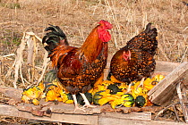 Wyandotte rooster / cockerel and hen (Gallus gallus domesticus) perched on antique wooden wheelbarrow loaded with gourds in late autumn,  Iowa, USA