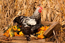 Cochin Rooster / cockerel (Gallus gallus domesticus) perched on antique wooden wheelbarrow loaded with gourds in late autumn, Iowa, USA