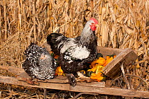 Cochin rooster / cockerel and hen (Gallus gallus domesticus) perched on antique wooden wheelbarrow loaded with gourds in late autumn, Iowa, USA