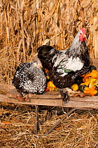 Cochin rooster / cockerel and hen (Gallus gallus domesticus) perched on antique wooden wheelbarrow loaded with gourds in late autumn, Iowa, USA