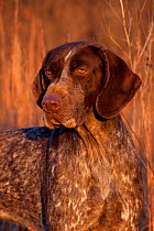 Portrait of German Shorthair Pointer in field of broom straw, late November, Illinois, USA