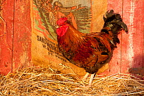 Rooster / Cockerel (Gallus gallus domesticus) standing in straw in barn, Iowa, USA