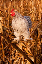 Cochin rooster (Gallus gallus domesticus) on handle of antique wooden plow in corn field, Iowa, USA